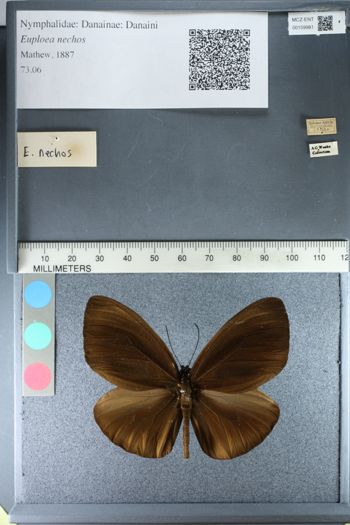 Media type: image;   Entomology 159981